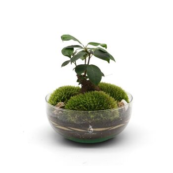 Bonsai Diy Terrarium Kit: Stylish Plant Decor | 'Kyoto', 3 of 11