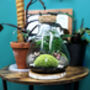 Diy Conical Terrarium Kit With Fern, thumbnail 4 of 7