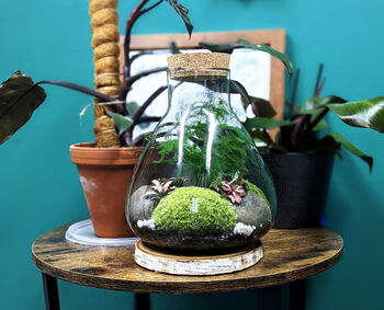 Diy Conical Terrarium Kit With Fern, 4 of 7