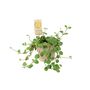 Peperomia Hope Trailing Jade Plant In 12cm Pot, thumbnail 4 of 8