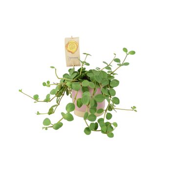 Peperomia Hope Trailing Jade Plant In 12cm Pot, 4 of 8