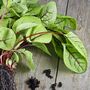 Vegetable Plants Sorrel 'Red Veined' 3x Plug Pack, thumbnail 3 of 8