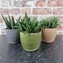 Trio Of Ceramic Planters With Succulent Plants, thumbnail 2 of 4