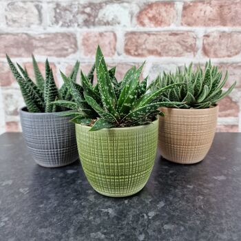 Trio Of Ceramic Planters With Succulent Plants, 2 of 4