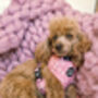 Dusky Pink Daisies Floral Dog Collar, thumbnail 6 of 8