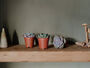 Trio Of Succulents/Cacti Mixed Indoor Plants, thumbnail 1 of 2