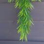 75cm Artificial Hanging Fronded Thyme Plant, thumbnail 2 of 4