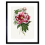 Pink Red Peony Bloom Flowers Floral Classic Art Print, thumbnail 1 of 3