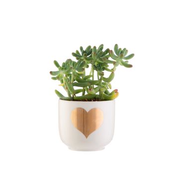 Gold Heart Mini Planter With A Succulent Or Cacti, 6 of 7