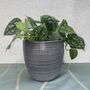 Ceramic Planter And Plant, Perfect Wedding Gift, thumbnail 6 of 12