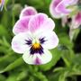 Flowering Plants Viola 'Antique Shades' X Six Pack, thumbnail 7 of 9