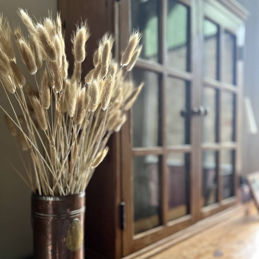Dried Lagarus Bunny Tails Flower Bunch, 1 of 3