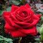 Hybrid Tea Rose Plant 'Loving Memory' Five Litre Pot, thumbnail 1 of 5