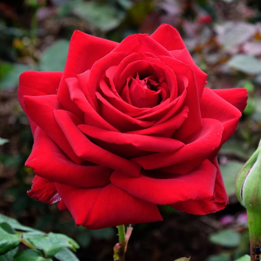 Hybrid Tea Rose Plant 'Loving Memory' Five Litre Pot, 1 of 5