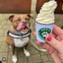 Personalised Dog Pawprint Puppaccino Pup Cup, thumbnail 1 of 4