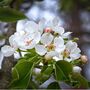 Pear 'Conference' Fruit Trees Bare Rooted Plant, thumbnail 4 of 5