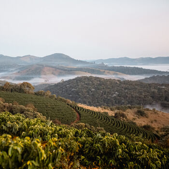 Adopt A Coffee Tree Specialty Coffee Subscription, 11 of 12