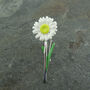 White Daisy April Birth Flower Brooch, thumbnail 3 of 7