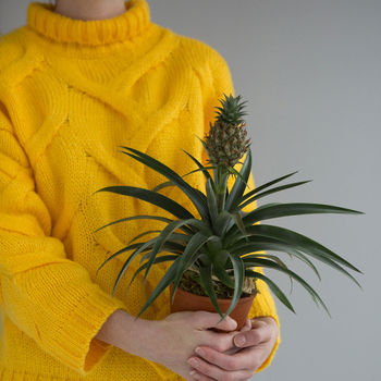 Exotic Indoor Pineapple Plant, 2 of 9