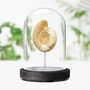 Limestone Ammonite Real Authentic Dinosaur Fossil Bell Jar, thumbnail 1 of 4