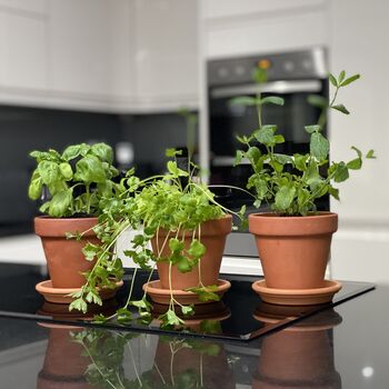 Grow Your Own Herbs 'Terracotta Herbs Kit', 5 of 9