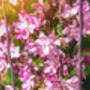 Apple Trees 'Sunset', thumbnail 12 of 12