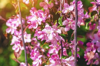Apple Trees 'Sunset', 12 of 12