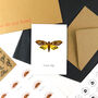 Death's Head Hawkmoth A6 Greetings Cards, thumbnail 4 of 7