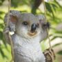Garden Ornament Swinging Koala Bear Animal Resin Statue, thumbnail 2 of 3