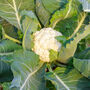 Cauliflower 'Seoul' Nine X Plug Plant Pack, thumbnail 2 of 7