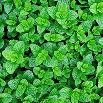 Herb Plants 'Lemon Mint' Full Plants In 9cm Pot, 2 of 6