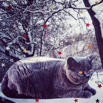 British Blue Shorthair Cat Snow Christmas Card, 4 of 5