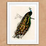 Vintage Peacock Illustration Wall Art Print, thumbnail 5 of 6