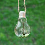 Hanging Light Bulb Marimo Moss Ball Vase, thumbnail 1 of 4