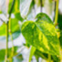 Houseplant Scindapsus Aureus In 20cm Hanging Pot, thumbnail 4 of 5