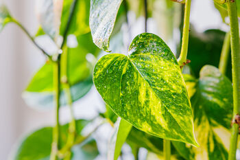 Houseplant Scindapsus Aureus In 20cm Hanging Pot, 4 of 5