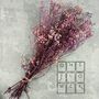 Preserved Dried Gypsophila Bunch, thumbnail 6 of 7