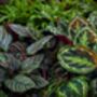 Calathea 'Medallion' Houseplant, thumbnail 5 of 5