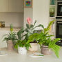 Indoor Plant Year Subscription, thumbnail 2 of 8