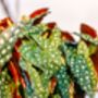 Houseplant Begonia Maculata, thumbnail 6 of 6