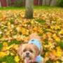 Powder Blue/Peppermint Cosy Knit Dog Jumper, thumbnail 8 of 12