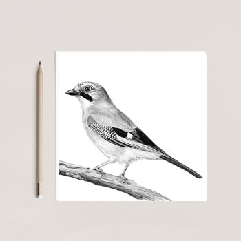 Jay Bird – Hand Drawn Woodland Greeting Card Illustration, 2 of 6
