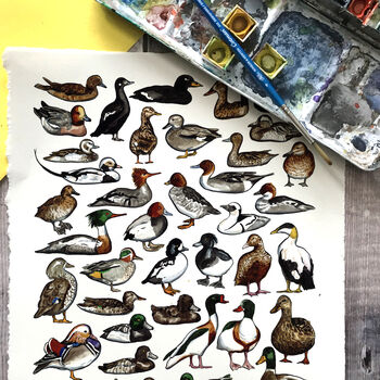 Ducks Of Britain Watercolour Postcard, 9 of 12