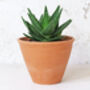 Terracotta Plant Pots Set Of Three Tapered, thumbnail 6 of 6