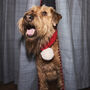 Hand Knitted And Personalised Dog Scarf, thumbnail 3 of 12