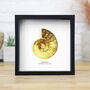 Madagascan Ammonite Box Frame Real Authentic Jurassic Dinosaur Fossil Museum Quality Natural History Interior Design Home Decor Display Gift Ornament, thumbnail 1 of 4