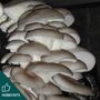 Blue Oyster Mushroom Plug Spawn. Buy Mushroom Dowels, thumbnail 1 of 4
