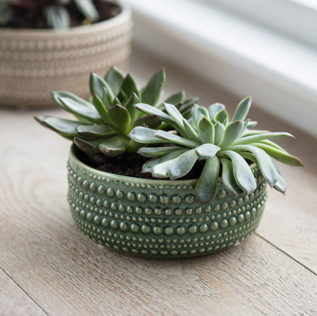 Image of Medium Castello Bowl In Foliage Green