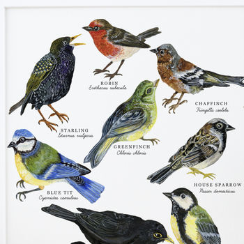 British Garden Birds Illustrated Giclée Print By Little Paisley Designs ...