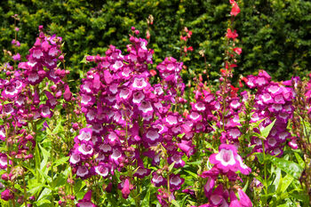 Penstemon 'Arabesque Mix' Three Plants In 10.5cm Pots, 4 of 7